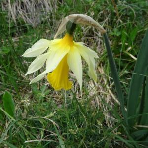 Photographie n°2098559 du taxon Narcissus bicolor L. [1762]