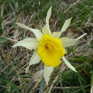 Photographie n°2098561 du taxon Narcissus bicolor L. [1762]