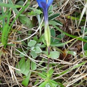 Photographie n°2098570 du taxon Gentiana verna subsp. verna 