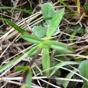 Photographie n°2098571 du taxon Gentiana verna subsp. verna 
