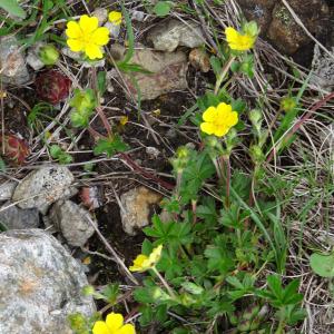 Photographie n°2098585 du taxon Potentilla crantzii (Crantz) Beck ex Fritsch [1897]