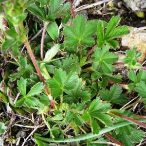 Photographie n°2098587 du taxon Potentilla crantzii (Crantz) Beck ex Fritsch [1897]