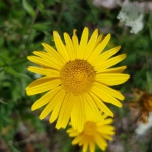 Photographie n°2098614 du taxon Doronicum pardalianches L. [1753]