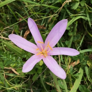 Photographie n°2098624 du taxon Colchicum autumnale L. [1753]