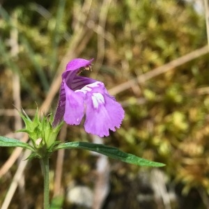 Photographie n°2098658 du taxon Galeopsis angustifolia Ehrh. ex Hoffm. [1804]