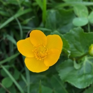 Photographie n°2098662 du taxon Caltha palustris L. [1753]