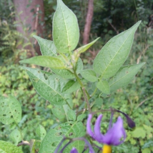 Photographie n°2098669 du taxon Solanum dulcamara L. [1753]