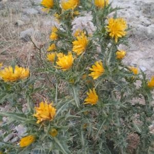 Photographie n°2098676 du taxon Scolymus hispanicus L. [1753]