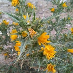 Photographie n°2098677 du taxon Scolymus hispanicus L. [1753]