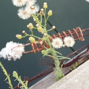 Photographie n°2098722 du taxon Erigeron canadensis L. [1753]