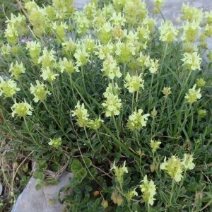 Photographie n°2098757 du taxon Sideritis hyssopifolia L.