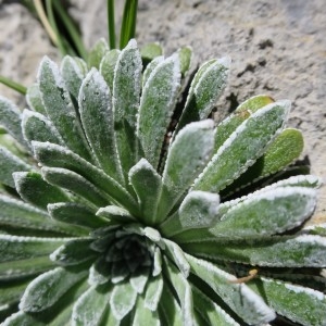 Photographie n°2098775 du taxon Saxifraga longifolia Lapeyr.