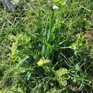 Photographie n°2098776 du taxon Bupleurum angulosum L.