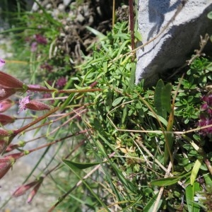 Photographie n°2098780 du taxon Saponaria caespitosa DC.