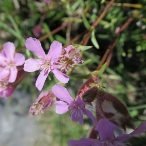 Photographie n°2098781 du taxon Saponaria caespitosa DC.