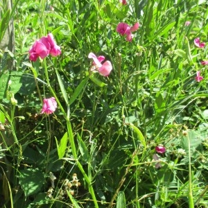 Photographie n°2098788 du taxon Lathyrus sylvestris L.