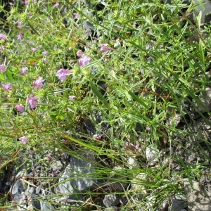 Photographie n°2098792 du taxon Galeopsis ladanum L.