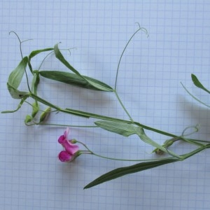 Photographie n°2098805 du taxon Lathyrus sylvestris L.