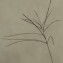  Pierre Crouzet - Digitaria sanguinalis (L.) Scop. [1771]