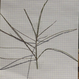  - Digitaria sanguinalis (L.) Scop. [1771]