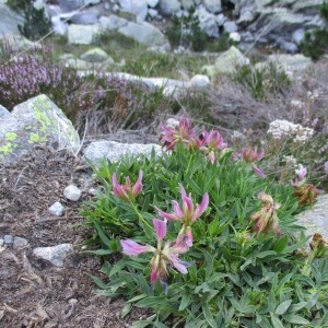 Photographie n°2098835 du taxon Trifolium alpinum L.