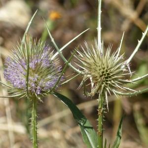 Photographie n°2098840 du taxon Dipsacus fullonum L. [1753]