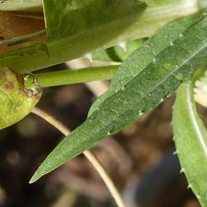 Photographie n°2098841 du taxon Dipsacus fullonum L. [1753]