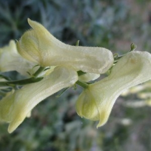 Photographie n°2098851 du taxon Aconitum ranunculifolium Rchb.