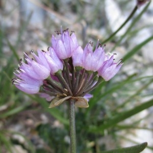 Photographie n°2098852 du taxon Allium montanum Schrank