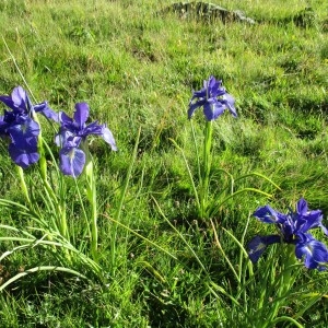 Photographie n°2098861 du taxon Iris xiphioides Ehrh.