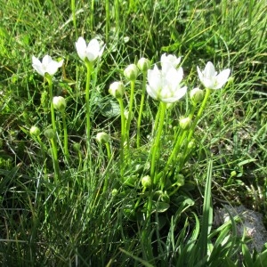 Photographie n°2098865 du taxon Parnassia palustris L.