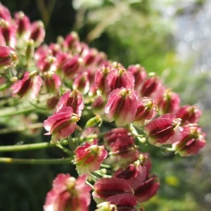 Photographie n°2098886 du taxon Laserpitium siler L.