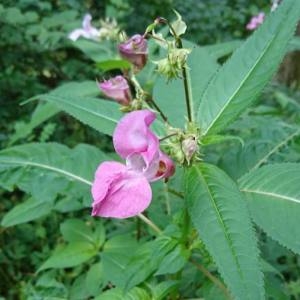 Photographie n°2098892 du taxon Impatiens glandulifera Royle [1833]