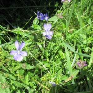 Photographie n°2098904 du taxon Viola cornuta L.