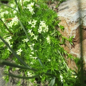 Photographie n°2098914 du taxon Galium pumilum subsp. cespitosum (Lam.) Rouy