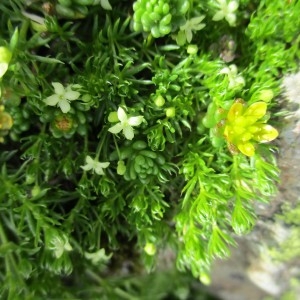 Photographie n°2098917 du taxon Galium pumilum subsp. cespitosum (Lam.) Rouy