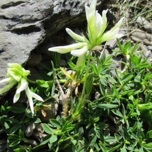 Photographie n°2098925 du taxon Trifolium alpinum L.