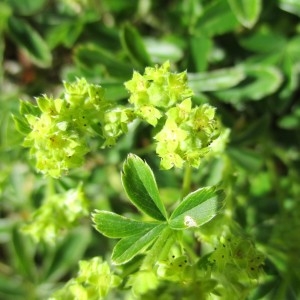 Photographie n°2098927 du taxon Alchemilla alpina L.