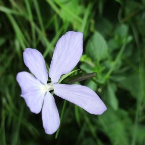 Photographie n°2098942 du taxon Viola cornuta L.