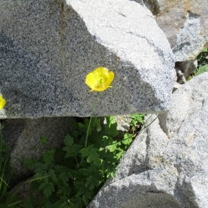 Photographie n°2098962 du taxon Meconopsis cambrica (L.) Vig.