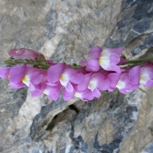 Photographie n°2098978 du taxon Antirrhinum majus L.