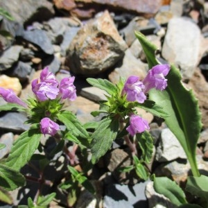 Photographie n°2098987 du taxon Galeopsis pyrenaica Bartl.