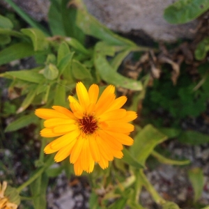 Photographie n°2099021 du taxon Calendula officinalis L. [1753]