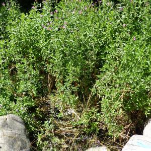 Photographie n°2099033 du taxon Epilobium hirsutum L.