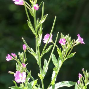 Photographie n°2099034 du taxon Epilobium hirsutum L.