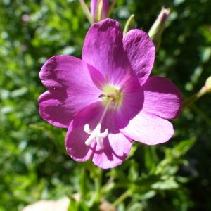 Photographie n°2099035 du taxon Epilobium hirsutum L.