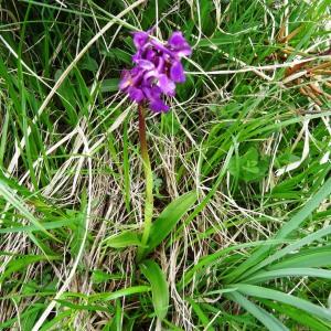 Photographie n°2099077 du taxon Orchis mascula subsp. mascula 