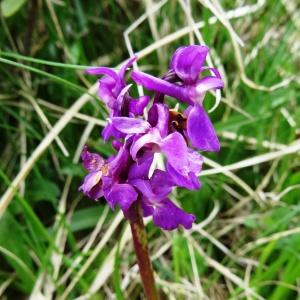 Photographie n°2099078 du taxon Orchis mascula subsp. mascula 