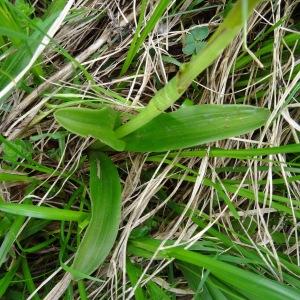 Photographie n°2099079 du taxon Orchis mascula subsp. mascula 