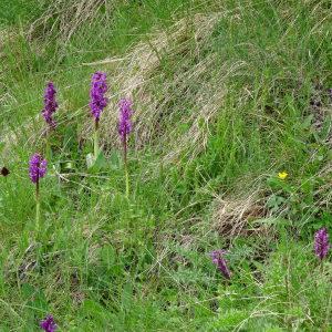 Photographie n°2099096 du taxon Orchis mascula subsp. mascula 